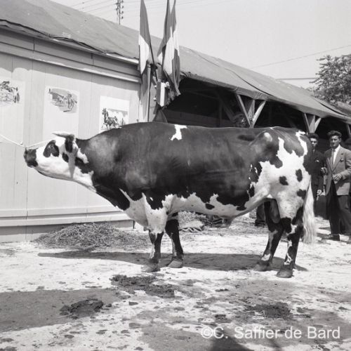 Concours de bovins à la foire exposition d'Angoulême place du Champ de Mars.