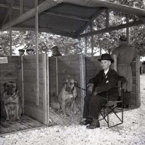 Exposition canine place Beaulieu.
