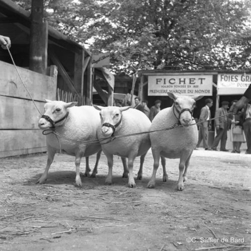 Les moutons de M. Gaudry à la Foire Exposition.