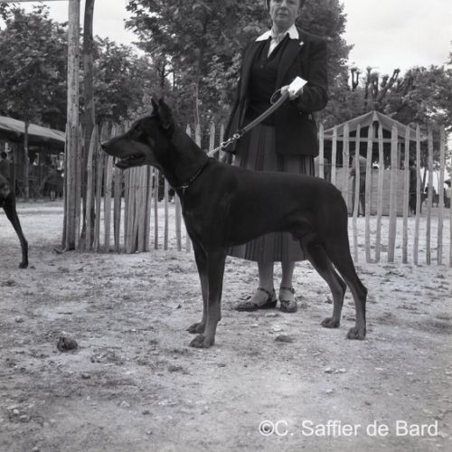 Exposition Canine place Beaulieu devant le Lycée Guez de Balzac.